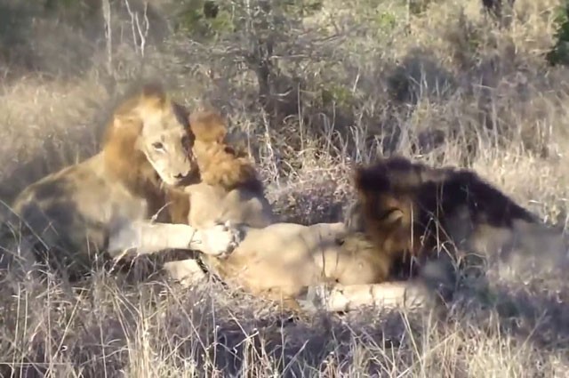 VIDEO: Sư tử vô tình được trâu rừng cứu mạng