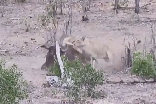 VIDEO: Chống đối sư tử, trâu rừng trả giá bằng cả tính mạng