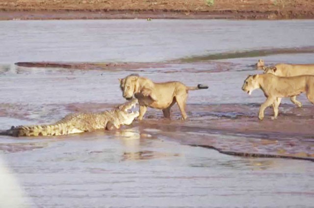 VIDEO: Những màn giao đấu ác liệt giữa cá sấu với sư tử