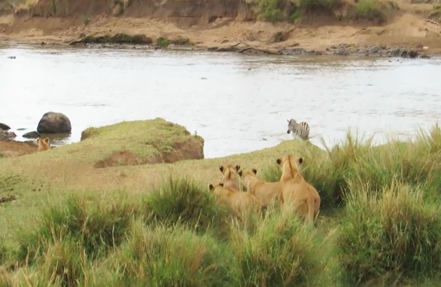 VIDEO: Vượt sông bất cẩn, ngựa vằn suýt bị sư tử giết hại