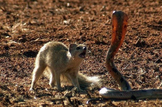 Màn đối đầu gay cấn giữa cầy Măng-gút và rắn hổ mang