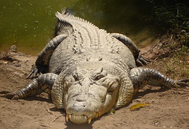 Những sự thật bất ngờ và thú vị về loài cá sấu 