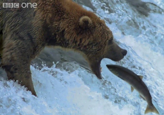 Gấu mai phục ở thác nước để săn cá hồi