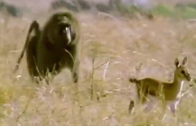 Khỉ đầu chó săn linh dương để 'đổi món' nhưng bất thành 