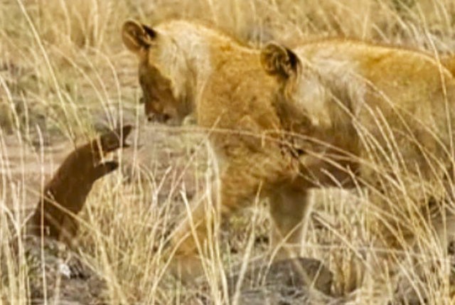 Cầy Mongoose chống trả sư tử.