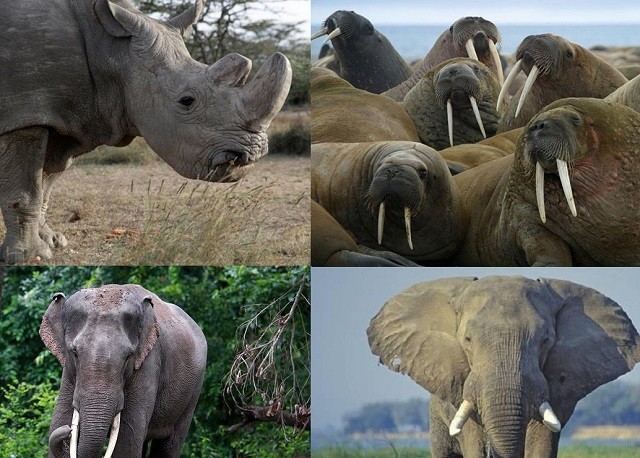 Top 5 loài động vật có kích thước ‘khủng’ nhất trên mặt đất