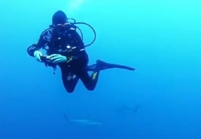 Bị bao vây bởi hàng trăm con cá mập, nữ thợ lặn vẫn không hề sợ hãi