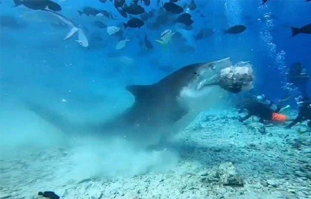 Đàn cá mập hàng trăm con cùng nhau xâu xé cá buồm