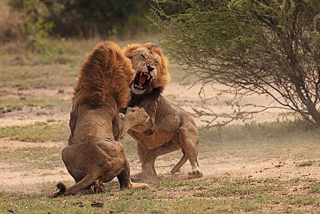 Sư tử ác chiến dữ dội.