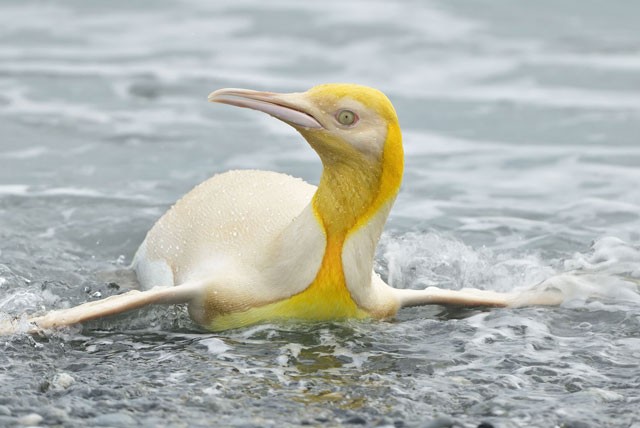 Chú chim cánh cụt có màu vàng.