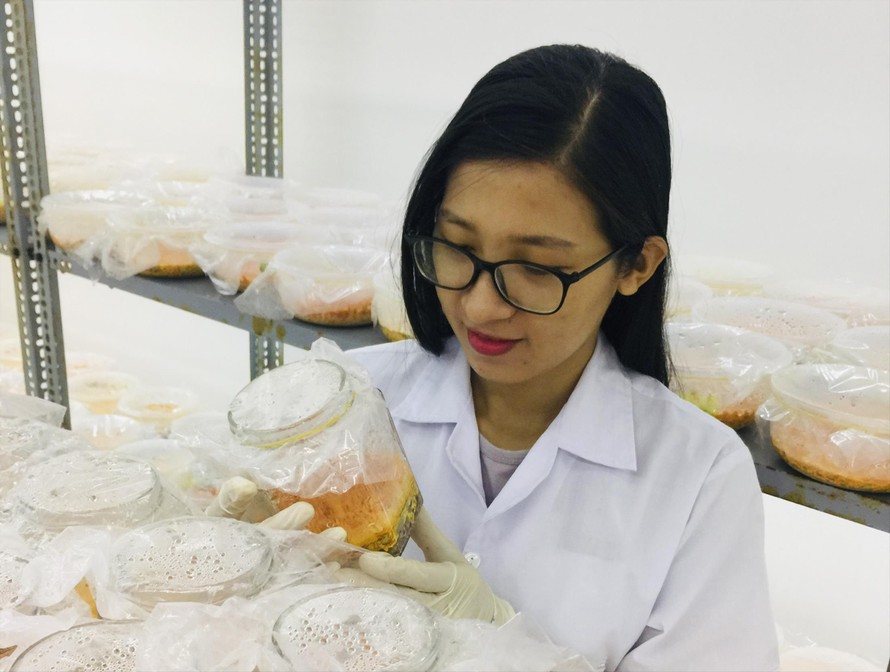 Chị Nguyễn Thị Lý trong phòng nghiên cứu nấm đông trùng hạ thảo 