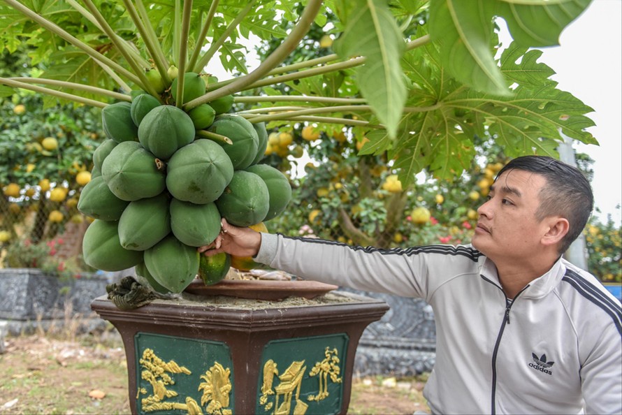 Đu đủ bonsai ở Văn Giang (Hưng Yên)