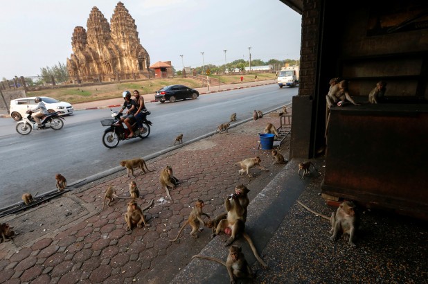 Các chú khỉ tràn vào thành phố vắng bóng người ở Thái Lan.