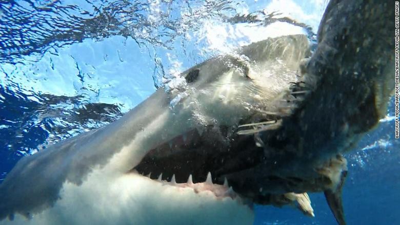 Cá mập trắng, ác mộng kinh hoàng của người đi biển ở Australia