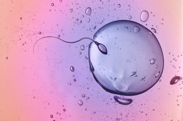 Sự thu hút của trứng và tinh trùng khác với những gì ta đã từng biết.