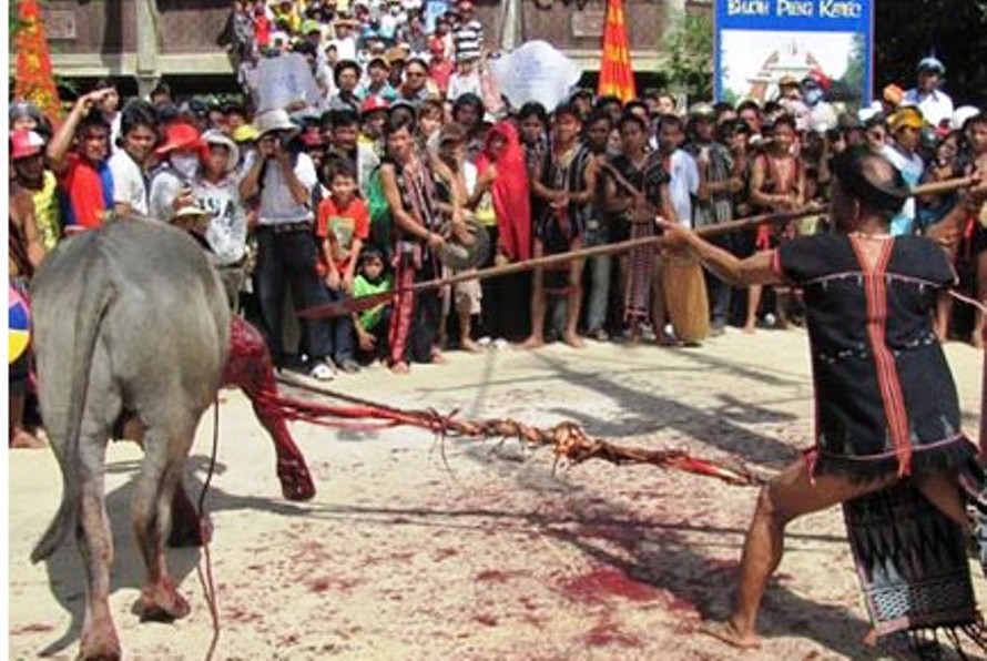 Lễ hội đâm trâu tại TT-Huế từng được vận động ngưng tổ chức tại hai huyện miền núi Nam Đông, A Lưới do tạo hình ảnh bạo lực, giết chóc và gây tốn kém (Nguồn internet)
