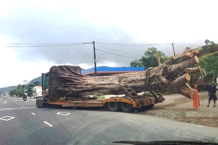 Sau khi qua nhiều tỉnh, thành miền Trung, xe chở cây "khủng" này đã bị CSGT TT-Huế chặn bắt