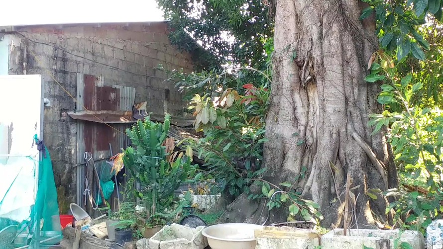Từ chỗ cho trồng tạm, 3 cây cổ thụ khủng này bị chủ "bỏ rơi" khiến người cho mượn đất khốn khổ vì không có mặt bằng làm nhà cho con cái và sống run sợ vì lo cây đổ vào nhà mỗi ngày.