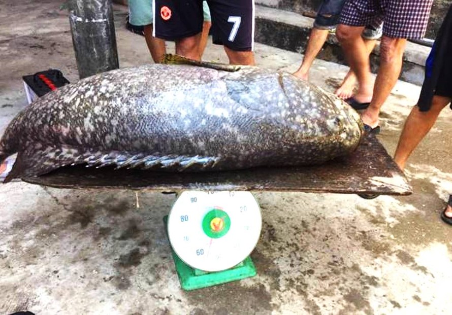Cá mú "khủng" nặng tới 55kg vừa bắt được trên vùng đầm Cầu Hai. Ảnh: Trung tâm Ươm tạo và Chuyển giao công nghệ - Đại học Huế.