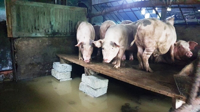 Chuồng lợn được đưa đến nơi cao nhất có thể trong nhà.