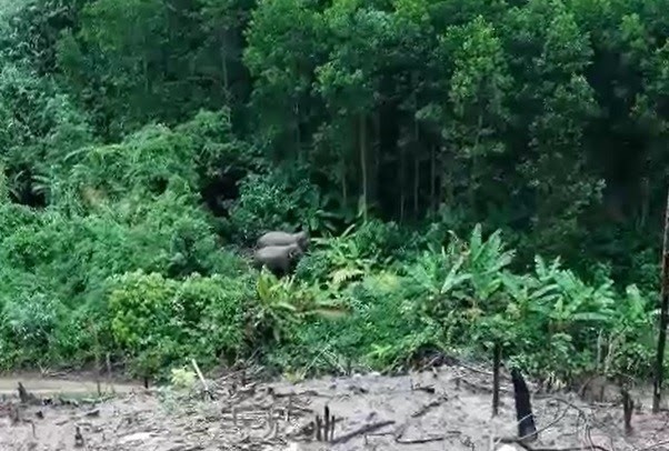 Hai cá thể voi ra khu vực bìa rừng để kiếm ăn