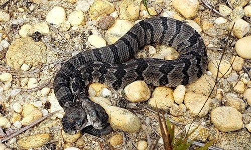 Phát hiện rắn chuông hai đầu hiếm có ở Mỹ
