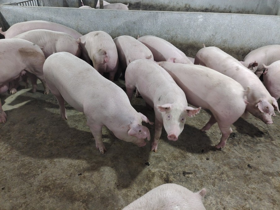 KDI Holdings chi 2.000 tỷ đồng xây dựng trang trại nuôi lợn công nghệ cao 