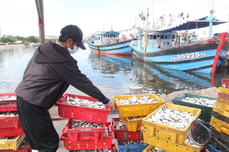 Đà Nẵng thêm 76 ca dương tính, chuỗi lây nhiễm từ cảng cá nguy cơ rất cao
