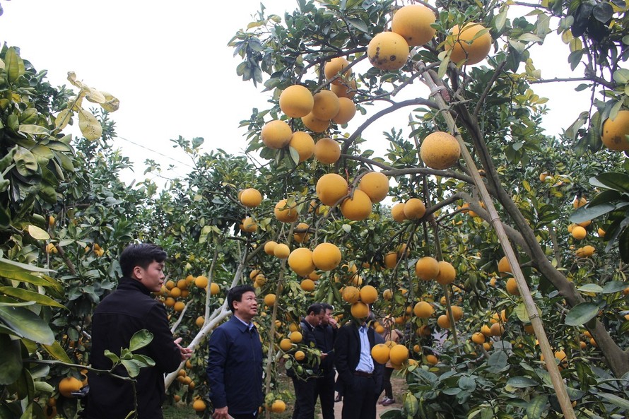 Nhiều người trồng bưởi ở huyện Lục Ngạn năm nay được mùa được giá