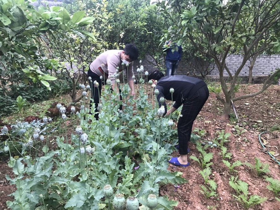 Nhiều người dân huyện Lục Ngạn trồng cây thuốc phiện trong vườn nhà