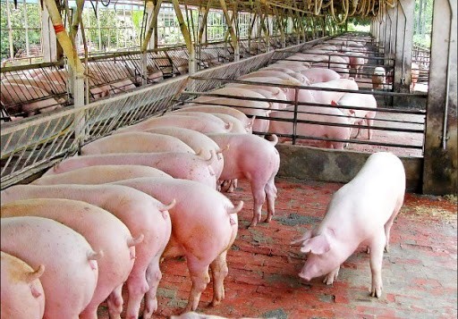 Giá lợn hơi miền Bắc quay đầu tăng sau 3 ngày giảm khi lợn Thái Lan về Việt Nam.