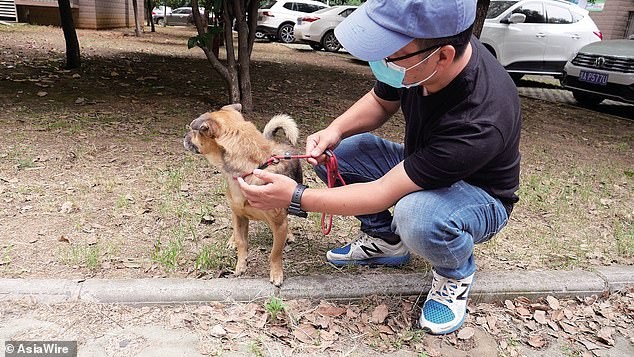 Nhân viên y tế thả Xiao Bao đi xa nhưng chú chó nhỏ vẫn tìm đường quay về bệnh viện tìm chủ. 