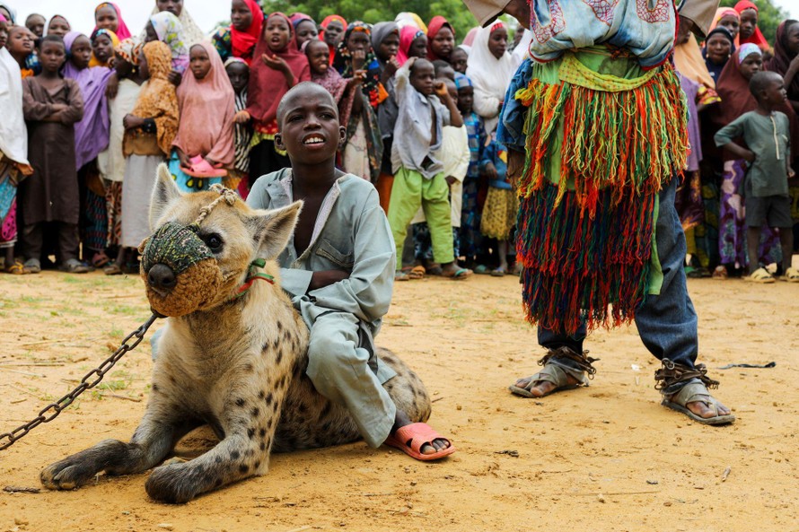 Bé trai ngồi lên lưng một con linh cẩu tại một gánh xiếc ở Nigeria. Ảnh: Reuters