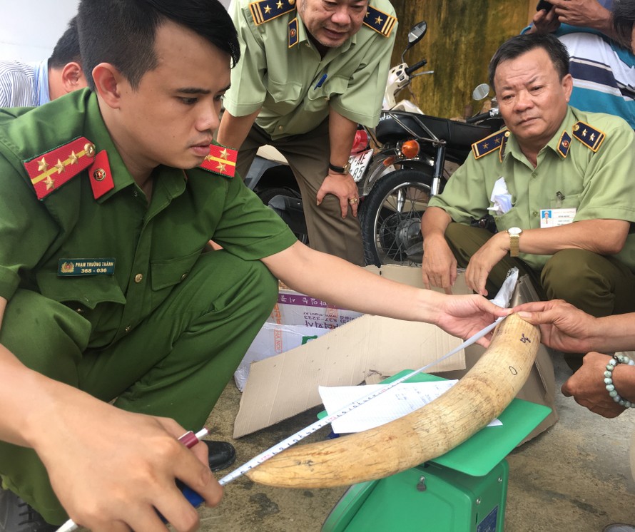 Lô ngà voi bị lực lương chức năng phát hiện tại Bình Định.