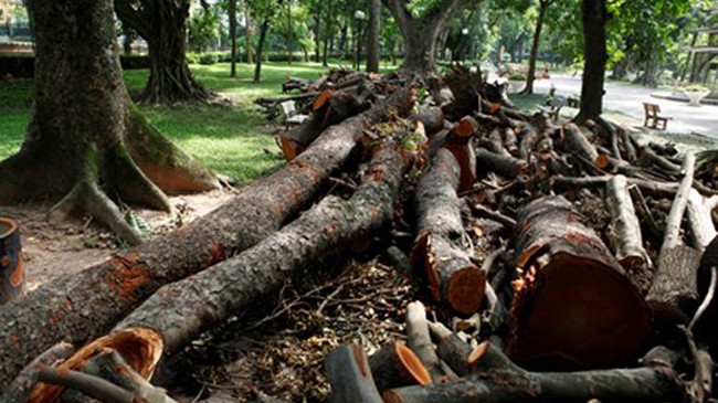Những thân cây bị gãy đổ nằm ngổn ngang trong công viên Bách Thảo.
