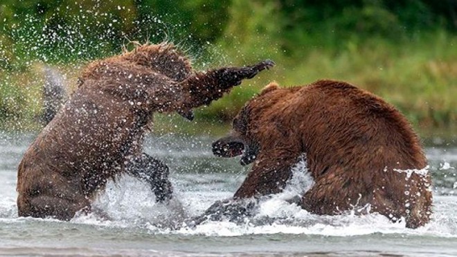 Giuseppe D'Amico, nhiếp ảnh gia 57 tuổi người Italy, chụp lại những hình ảnh ấn tượng về trận kịch chiến giữa hai con gấu nâu trong chuyến tham quan ở Công viên hồ Kurile thuộc Kamchatka, Mirror hôm qua đưa tin.