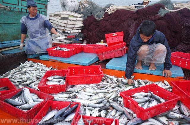 Việt Nam có 6 tháng để khắc phục cảnh báo thẻ vàng của EU, để trở về thẻ xanh trong vấn đề khai thác hải sản. Ảnh: ThuysanVietNam