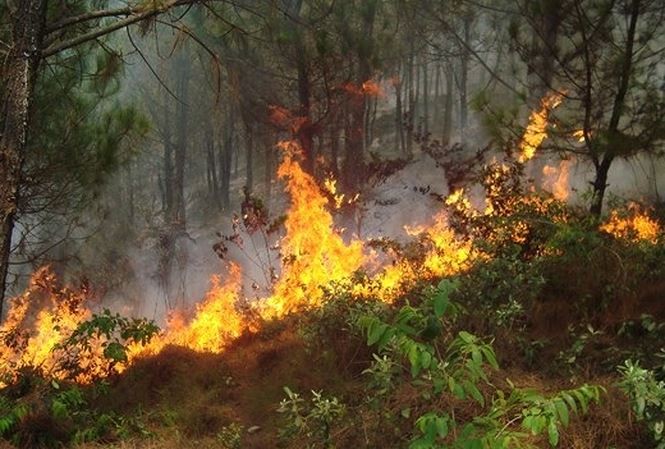 Một rừng thông hàng chục năm tuổi ở xã Diễn Yên, huyện Diễn Châu, Nghệ An bốc cháy