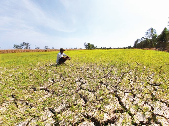 Hạn mặn gây thiệt hại 43.500 ha cây trồng ĐBSCL