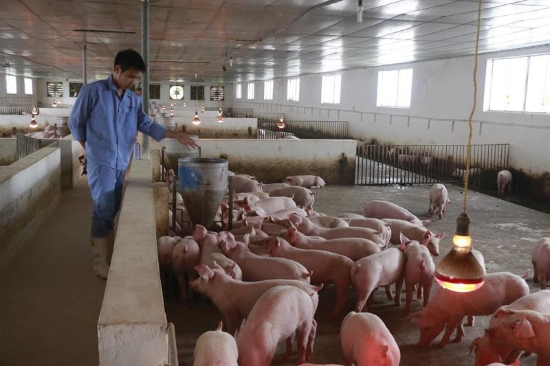 Nhiều cơ sở nhờ làm tốt khâu chăn nuôi an toàn sinh học, đàn lợn vẫn khỏe mạnh bình thường.