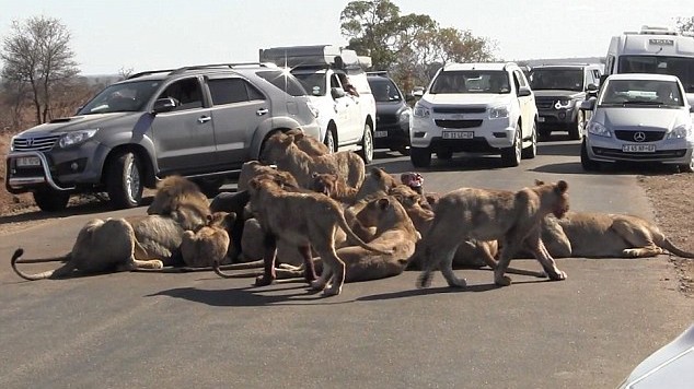 Đàn sư tử 18 con vô tư ăn thịt trâu rừng giữa đường 