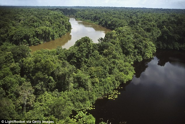 Cảnh sát Brazil phát hiện ra Pilipa gần rừng rậm Amazon