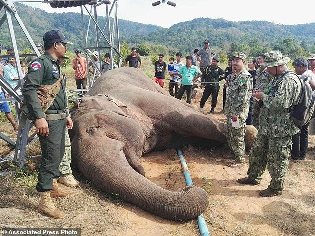 Con voi quý hiếm nặng 3 tấn bị điện giật chết ở Campuchia.