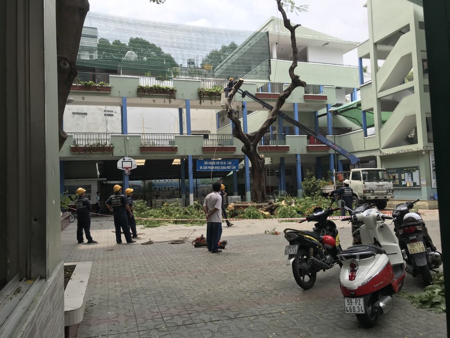 Công nhân công ty Cây xanh TPHCM đang đốn hạ cây phượng trong trường THCS Bạch Đằng