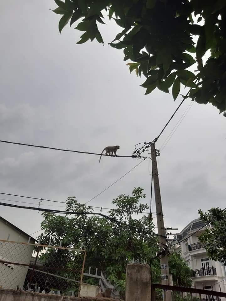 Một con khỉ đu dây điện ở phường Thạnh Xuân, quận q12, TPHCM