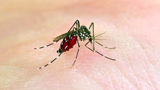 Muỗi Aedes thường được xác định là trung gian truyền bệnh sốt xuất huyết ở thành phố, đô thị. Ảnh: shutterstock 