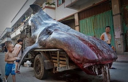 Con cá mập voi mà ông Chengzh bắt được. (Nguồn: CCTV)
