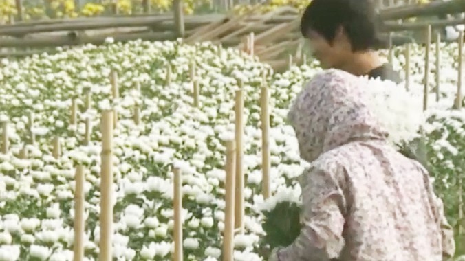 Hà Nội: Nông dân nhổ bỏ hoa cúc vì rớt giá thảm hại