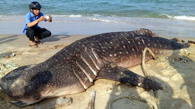 Cá voi khủng trôi dạt vào bãi biển Mũi Né trưa nay. Ảnh: Lê Huân.