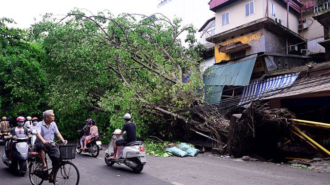 Phần lớn những cây bị đổ sau trận dông chiều 13/6 tại Hà Nội có rễ chùm. Ảnh: Hoàng Anh. 